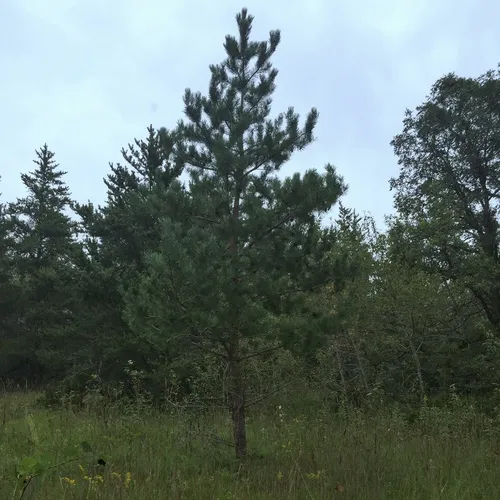 Scots pine