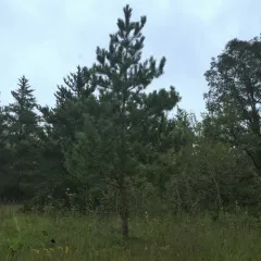 Scots pine thumbnail 1