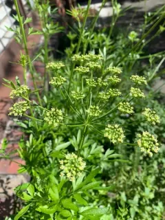 garden parsley thumbnail 3