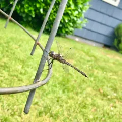 Beaverpond Baskettail thumbnail 4