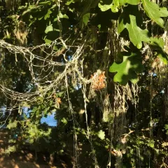 lace lichen thumbnail 3