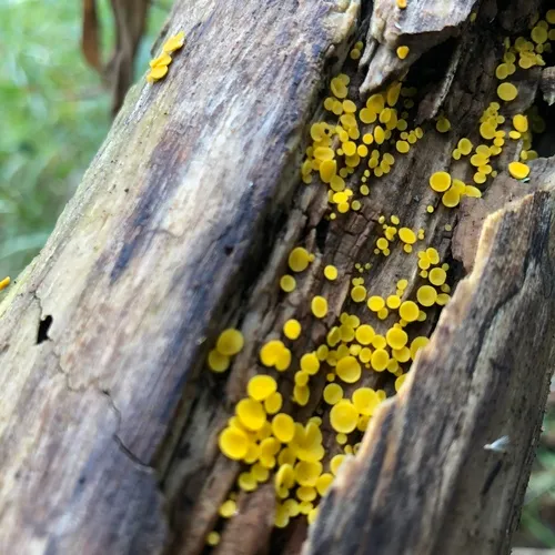 Yellow Fairy Cups
