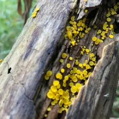 Yellow Fairy Cups thumbnail 1