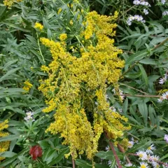 Sweet Goldenrod thumbnail 3