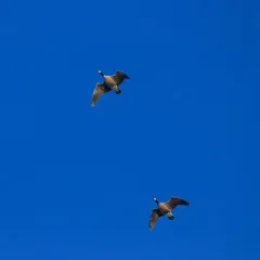 Cackling Goose thumbnail 4