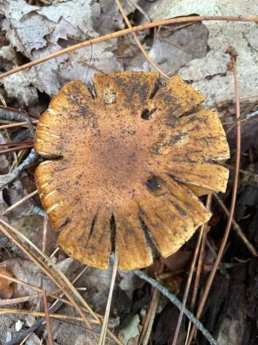 Deadly Oak Webcap