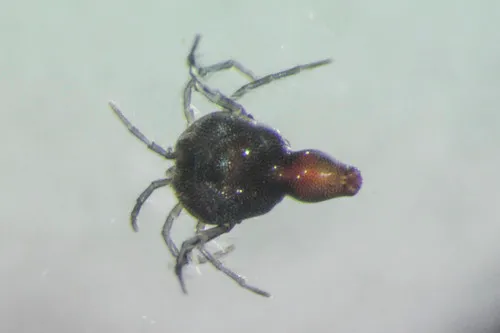 Arrenurus solifer