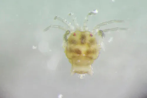 Arrenurus americanus