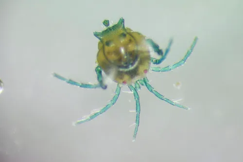 Arrenurus falcicornis