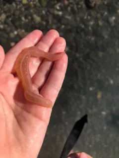 Burrowing Sea Cucumber thumbnail 3