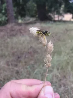 Steniolia tibialis thumbnail 4