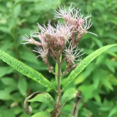 Spotted joe-pye weed