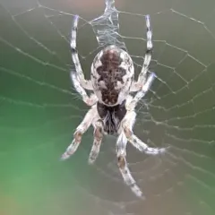Conical Trashline Orbweaver thumbnail 2