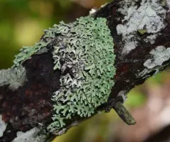 Lattice Tube Lichen thumbnail 4