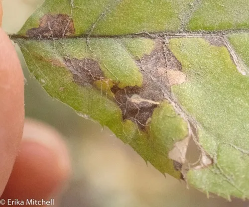 Apple Skeletonizer Moth