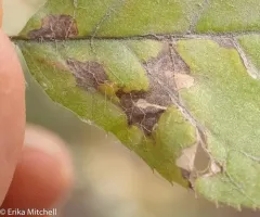 Apple Skeletonizer Moth thumbnail 1