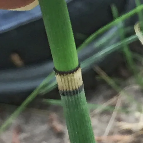 rough horsetail