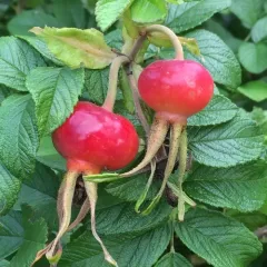 rugosa rose thumbnail 3