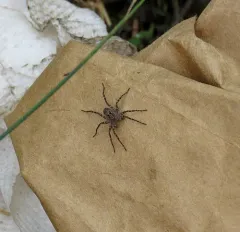 Ubiquitous Thin-legged Wolf Spider thumbnail 2