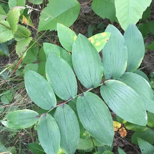 smooth Solomon's seal