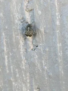 Vetch Bruchid thumbnail 2