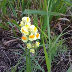 common toadflax thumbnail 4