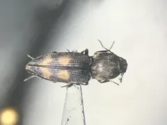 Paracardiophorus cardisce thumbnail 3