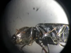 Cardiophorus convexulus thumbnail 3