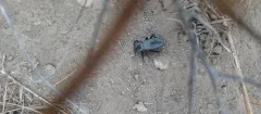 Embaphion elongatum thumbnail 3
