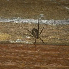 Paroligolophus agrestis thumbnail 2