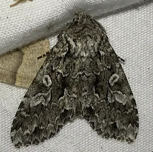 Platypolia anceps