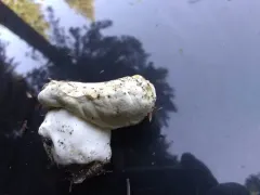 Boletus subalpinus thumbnail 2