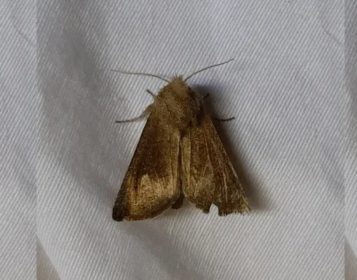 Blazing Star Borer Moth