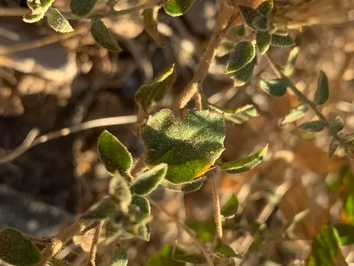 Littleleaf Brickellbush
