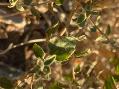 Littleleaf Brickellbush thumbnail 1