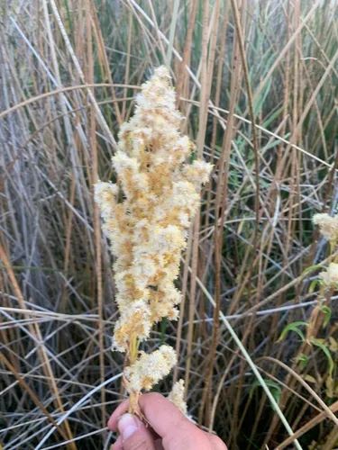showy goldenrod