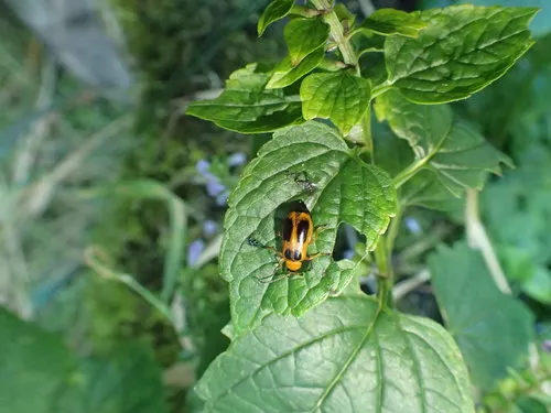 Phyllobrotica decorata