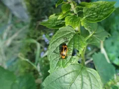 Phyllobrotica decorata thumbnail 1