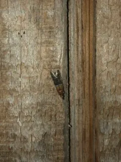Paler Moodna Moth thumbnail 3