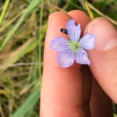 common flax thumbnail 3
