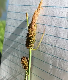 Columbian sedge thumbnail 4
