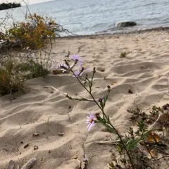 smooth blue aster thumbnail 4