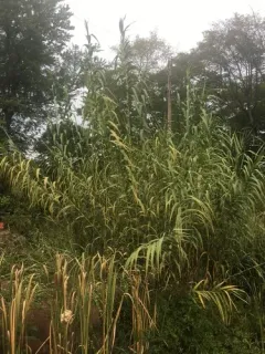 giant reed thumbnail 2