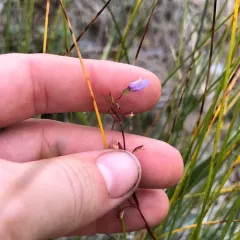 low calamint thumbnail 3