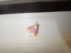 Pyrausta pythialis thumbnail 4