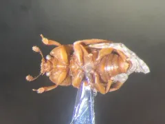 Epuraea peltoides thumbnail 3