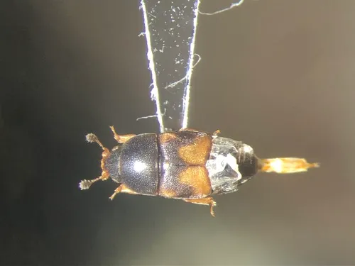 Dried Fruit Beetle
