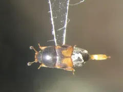 Dried Fruit Beetle thumbnail 1