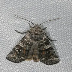 False Pinion Moth thumbnail 3