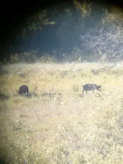 Wild Boar thumbnail 3